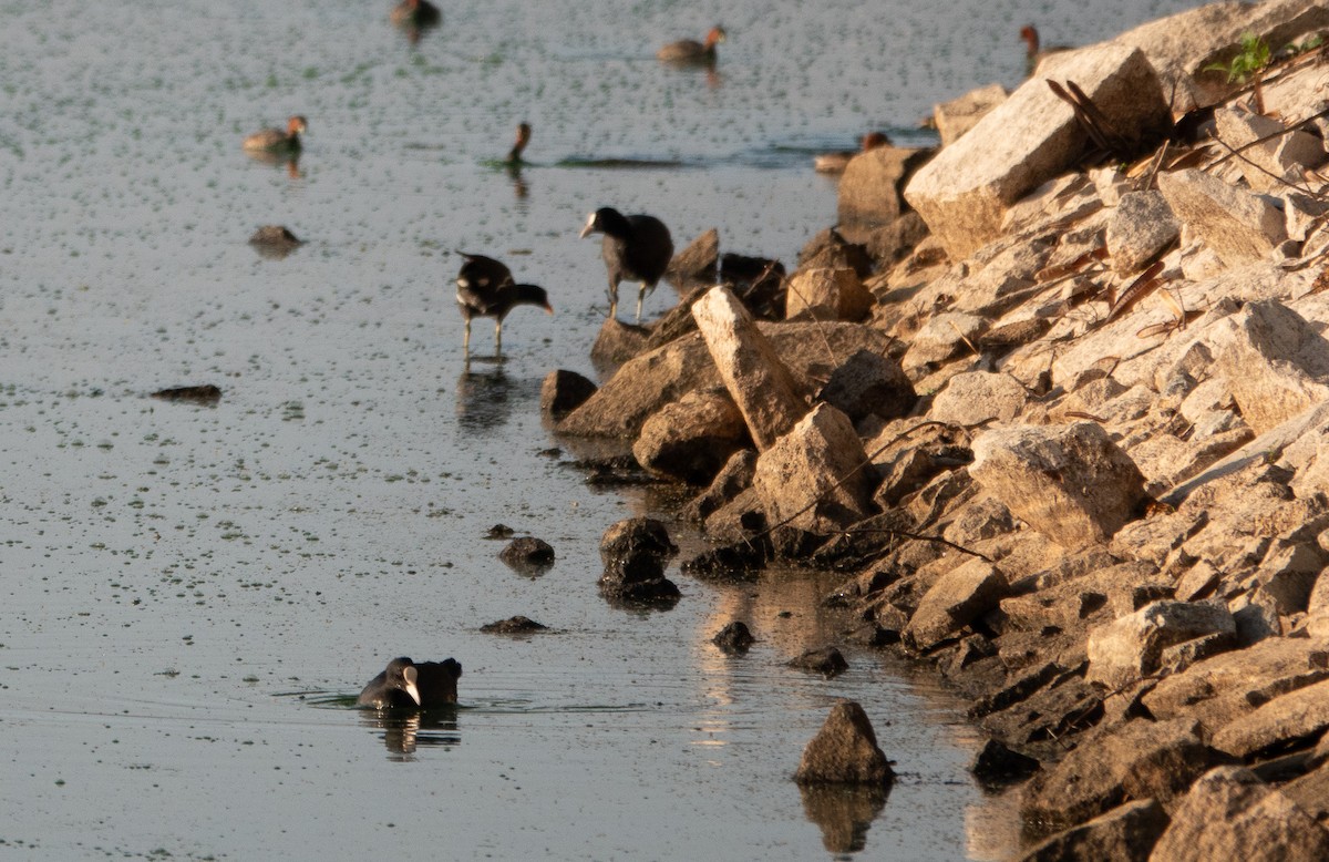 Eurasian Coot - ML620484786