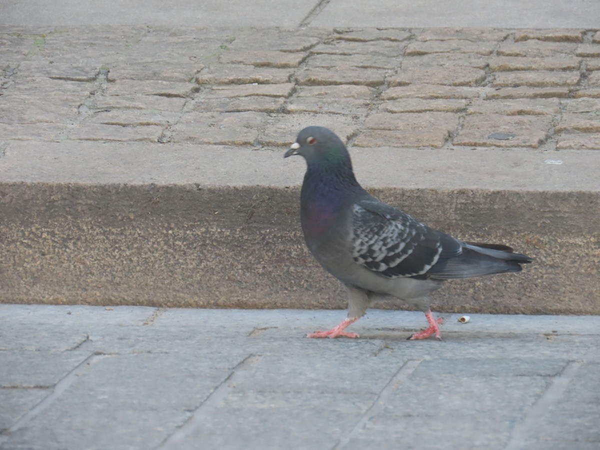 Rock Pigeon (Feral Pigeon) - ML620484787