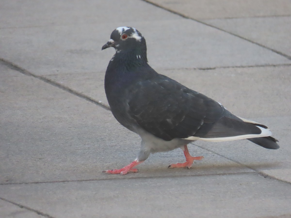 Rock Pigeon (Feral Pigeon) - ML620484789