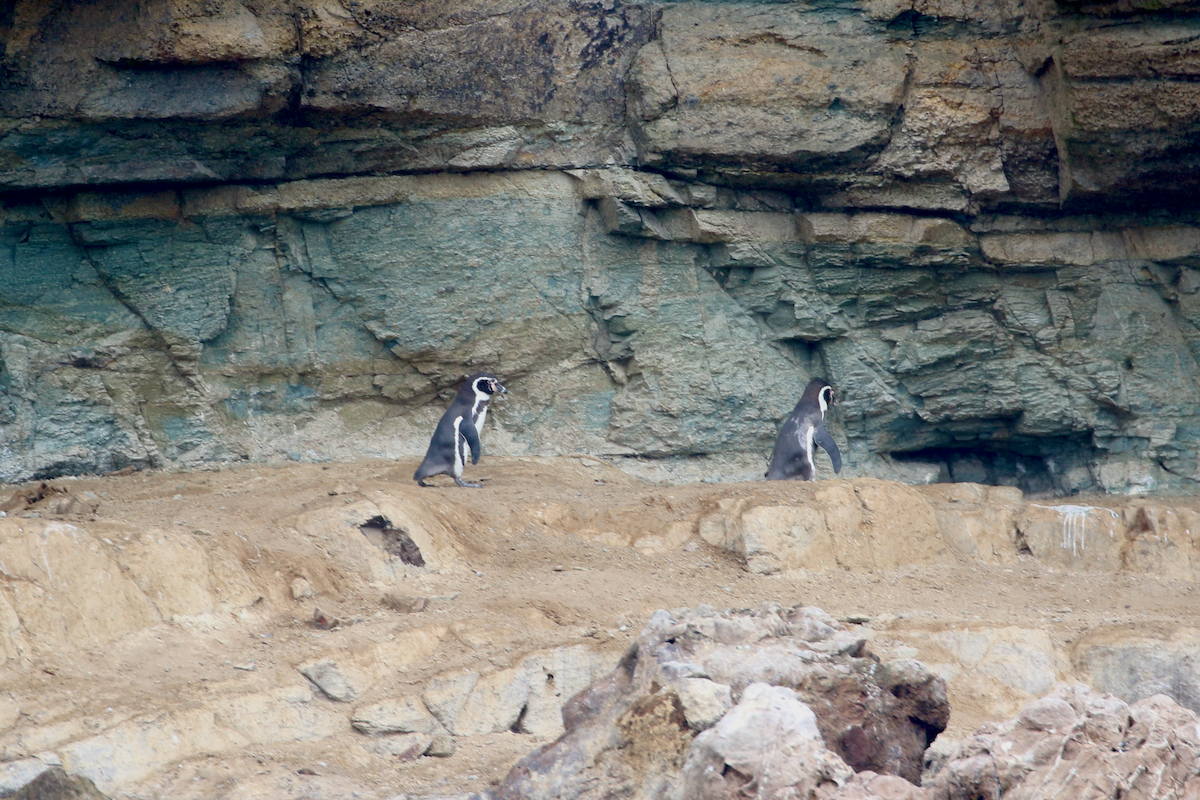 tučňák Humboldtův - ML620484790