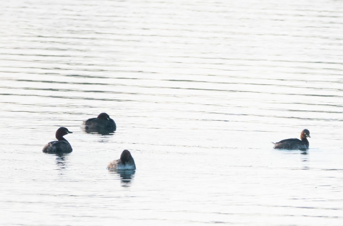 Little Grebe - ML620484791