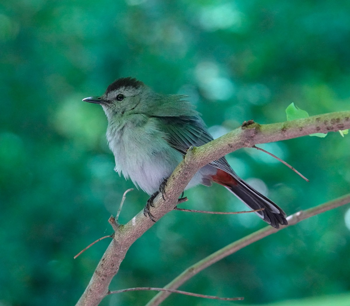 Gray Catbird - ML620484792