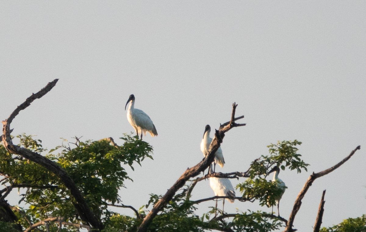 Ibis à tête noire - ML620484798