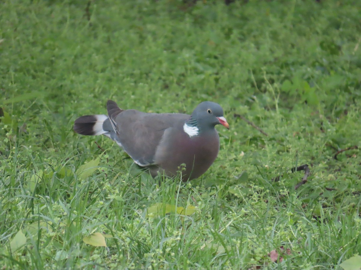 Common Wood-Pigeon - ML620484800