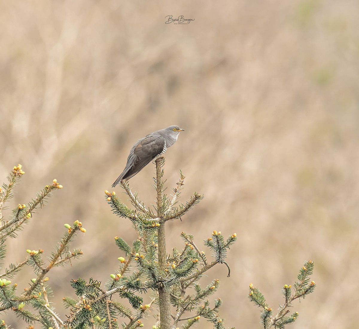 קוקיה אירופית - ML620484802