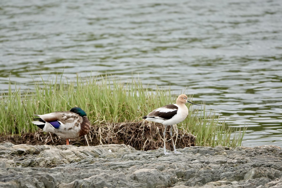 Avoceta Americana - ML620484806