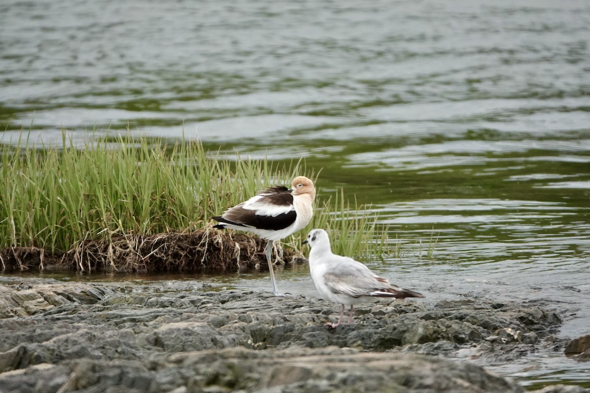 Avoceta Americana - ML620484807