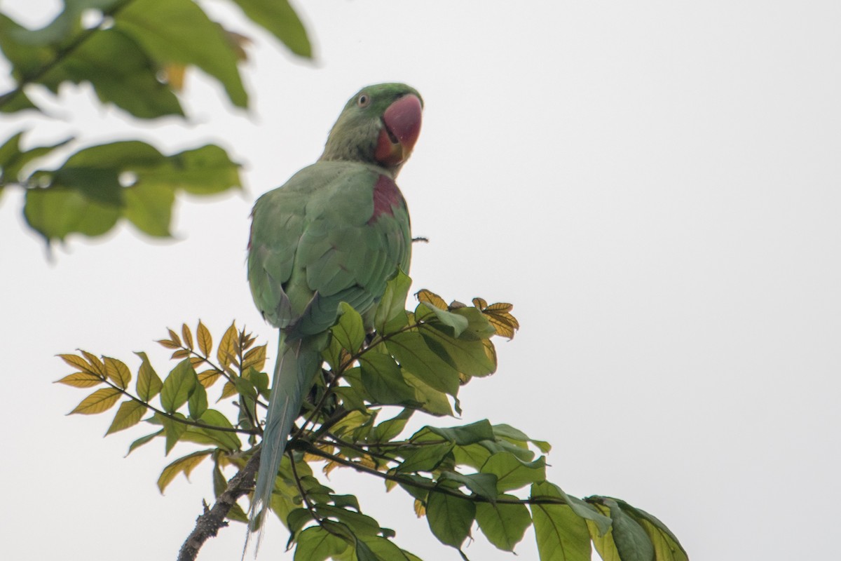 Alexandrine Parakeet - ML620484812