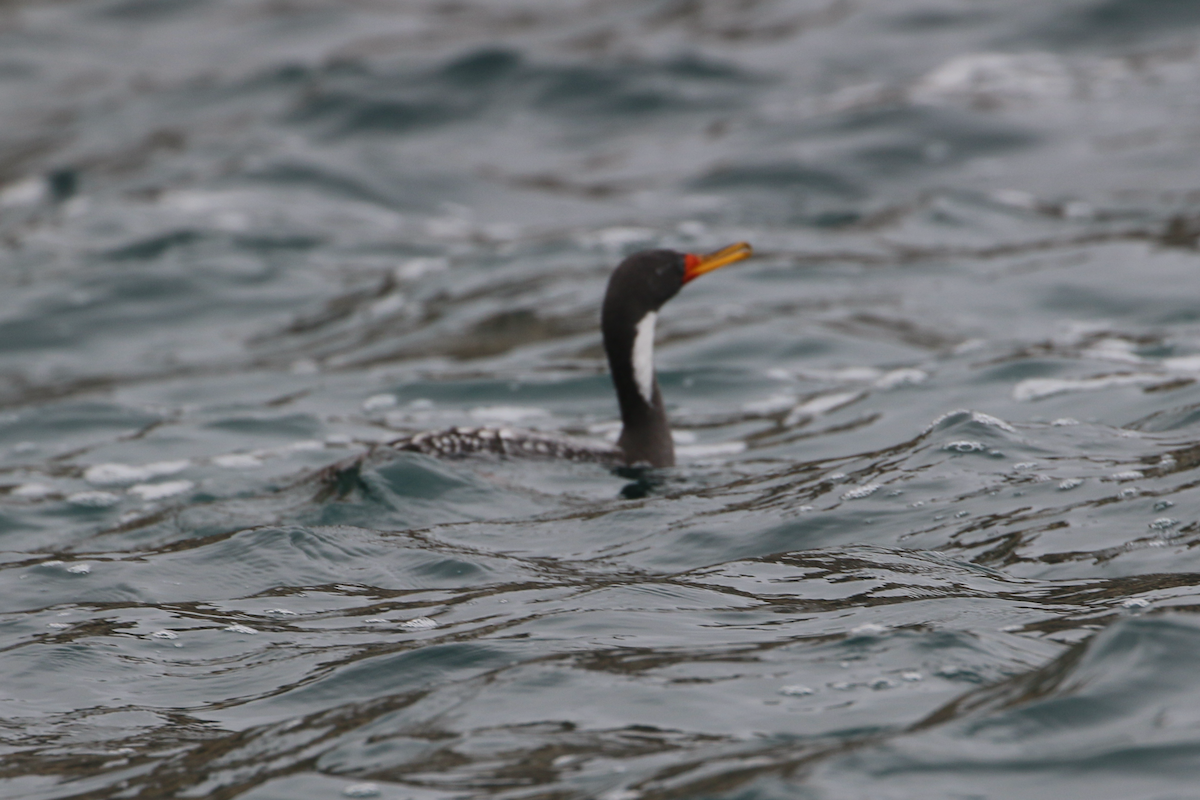 Red-legged Cormorant - ML620484815