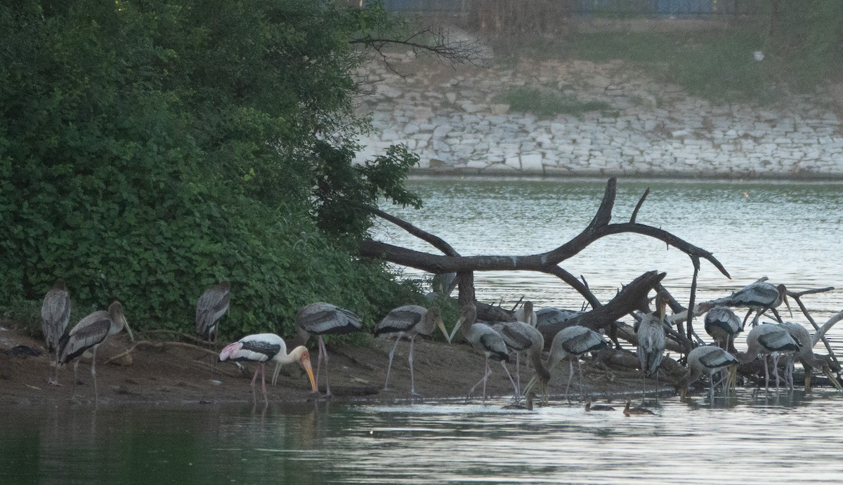 Painted Stork - ML620484816