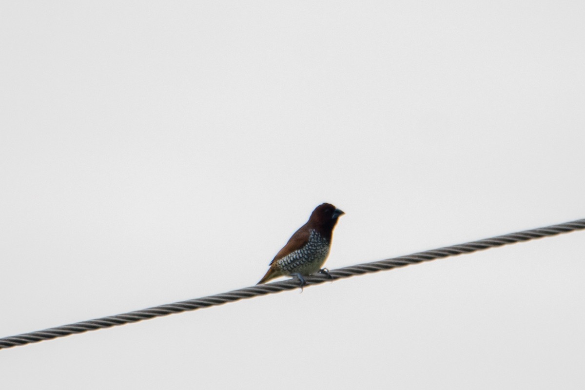 Scaly-breasted Munia - ML620484824