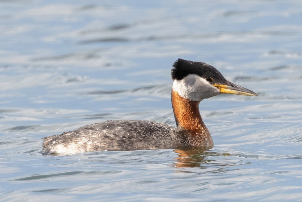 Red-necked Grebe - ML620484826