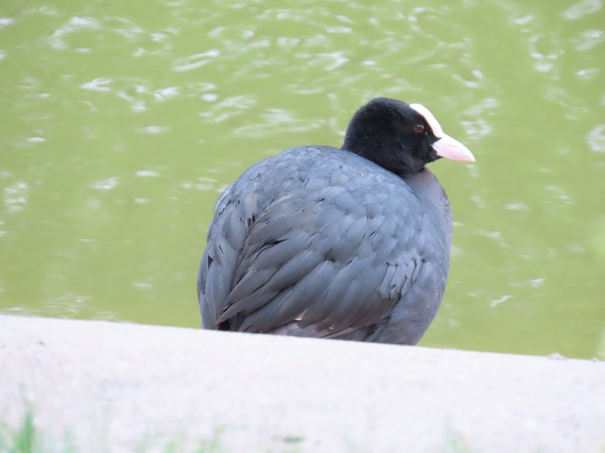 Eurasian Coot - ML620484827