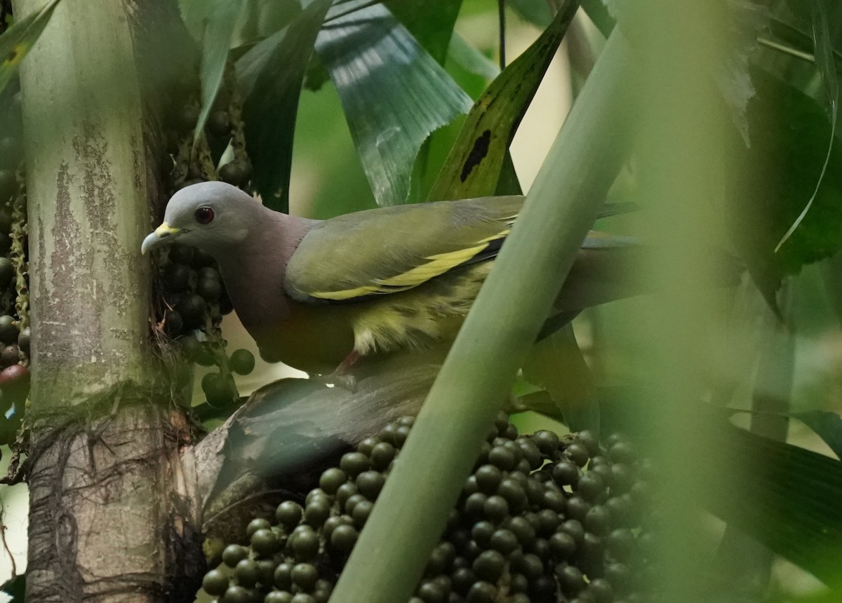 Pink-necked Green-Pigeon - ML620484832