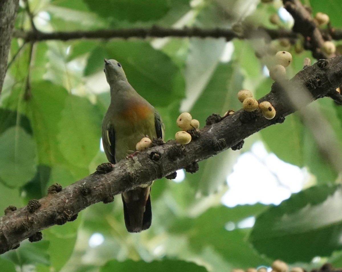 Pink-necked Green-Pigeon - ML620484834