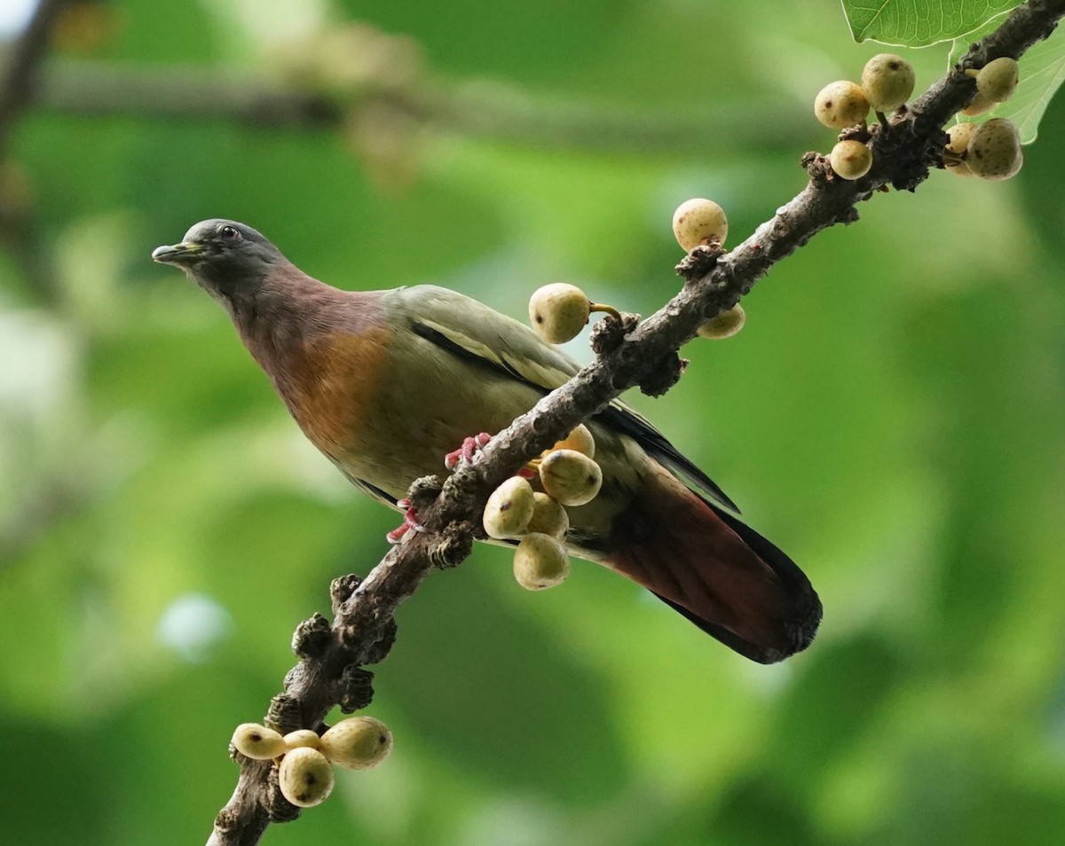 Pink-necked Green-Pigeon - ML620484835