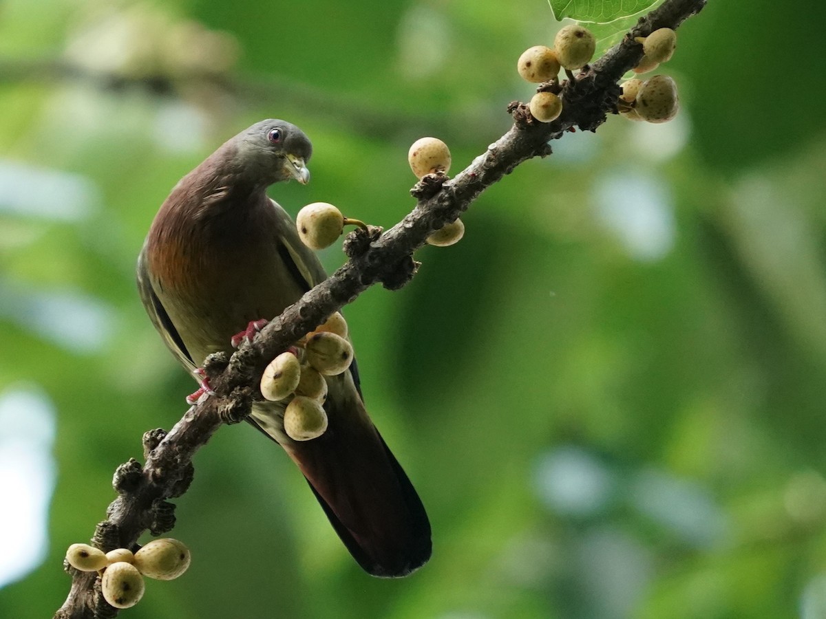 Pink-necked Green-Pigeon - ML620484837