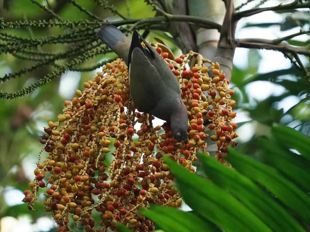 Pink-necked Green-Pigeon - ML620484838