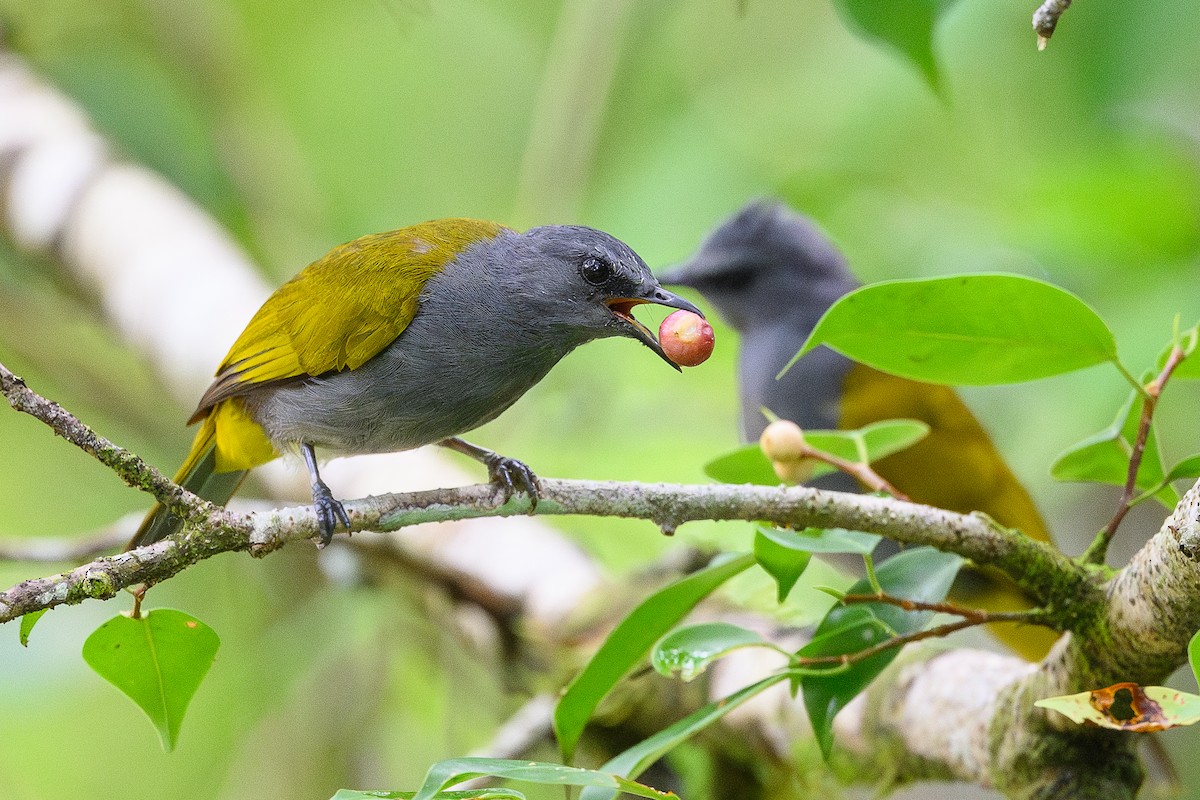 Gray-bellied Bulbul - ML620484844