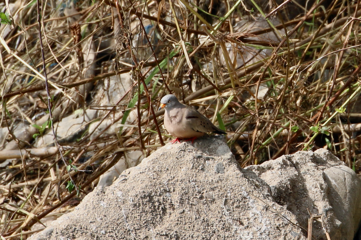 Croaking Ground Dove - ML620484846