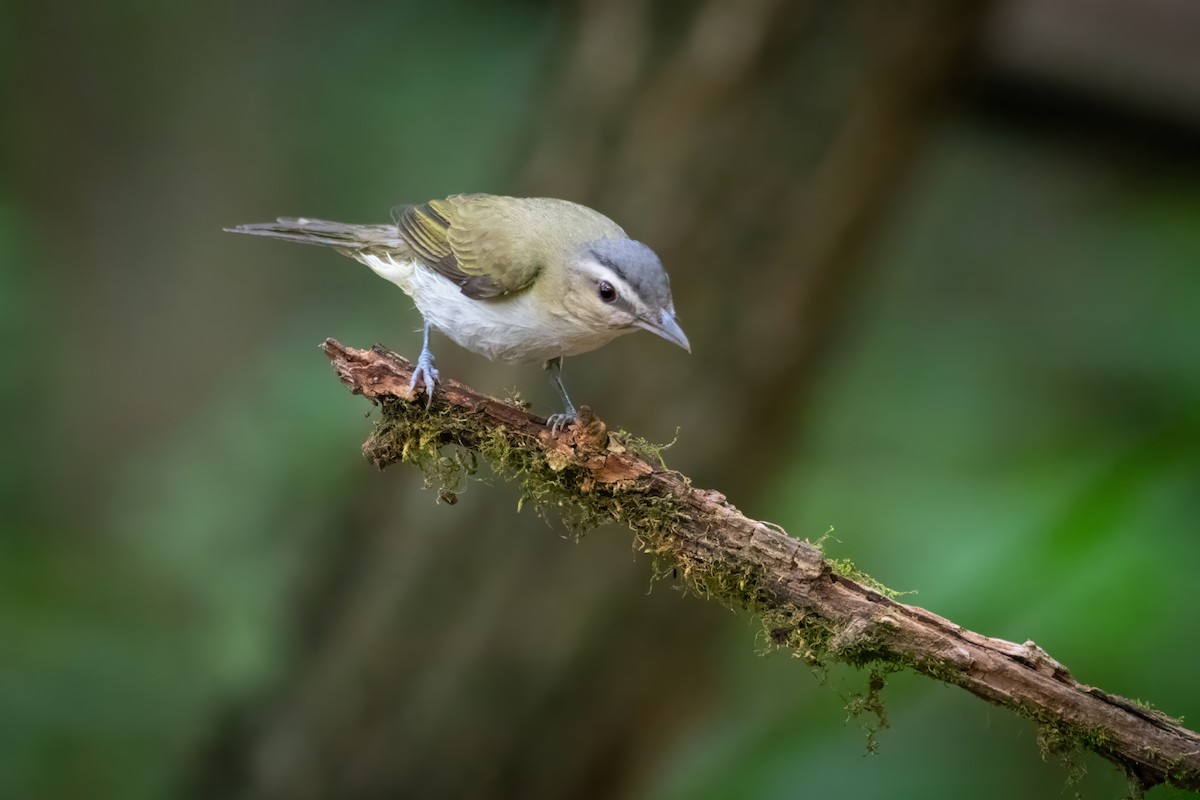 Red-eyed Vireo - ML620484847