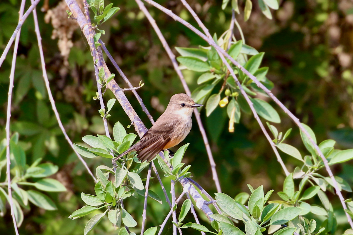 Vermilion Flycatcher - ML620484855