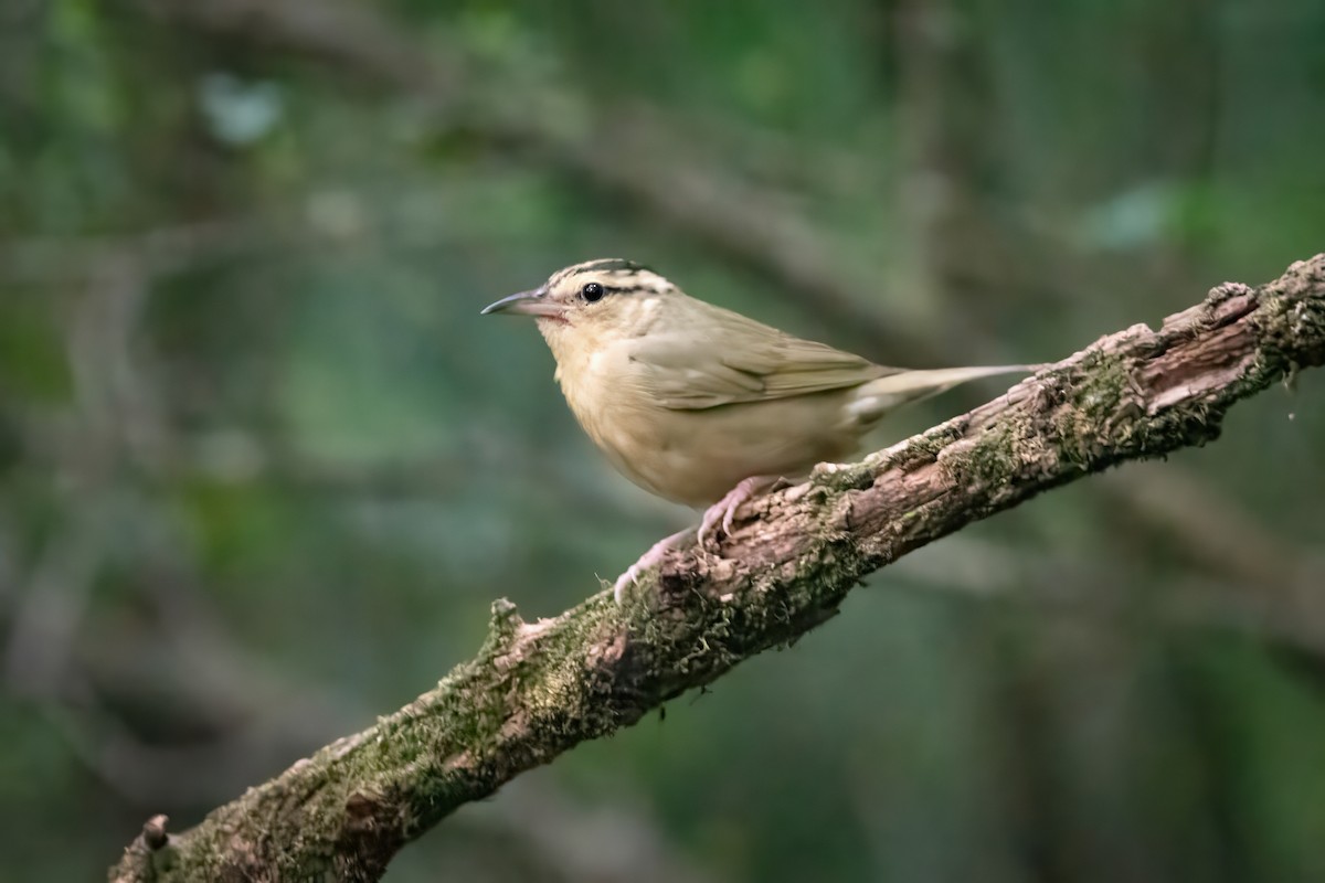 Worm-eating Warbler - ML620484857