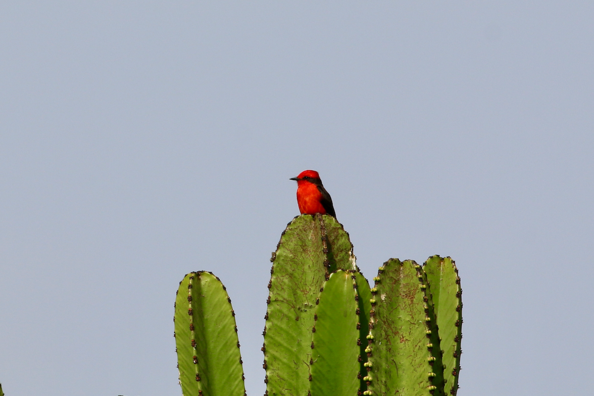 Vermilion Flycatcher - ML620484861