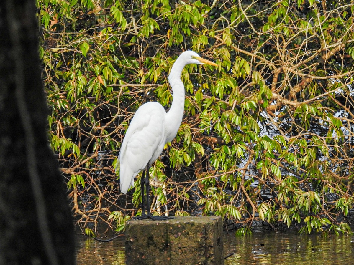 Grande Aigrette - ML620484865