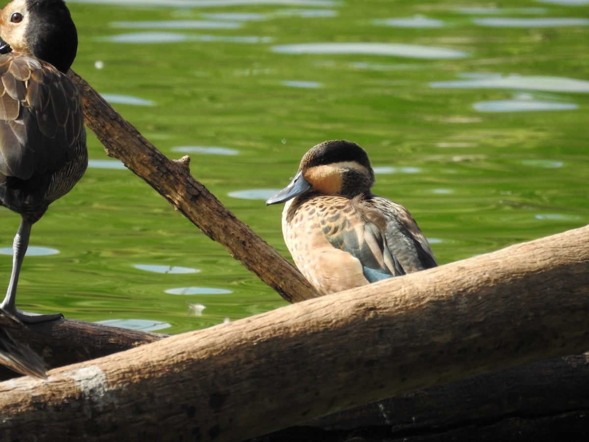 Blue-billed Teal - ML620484868