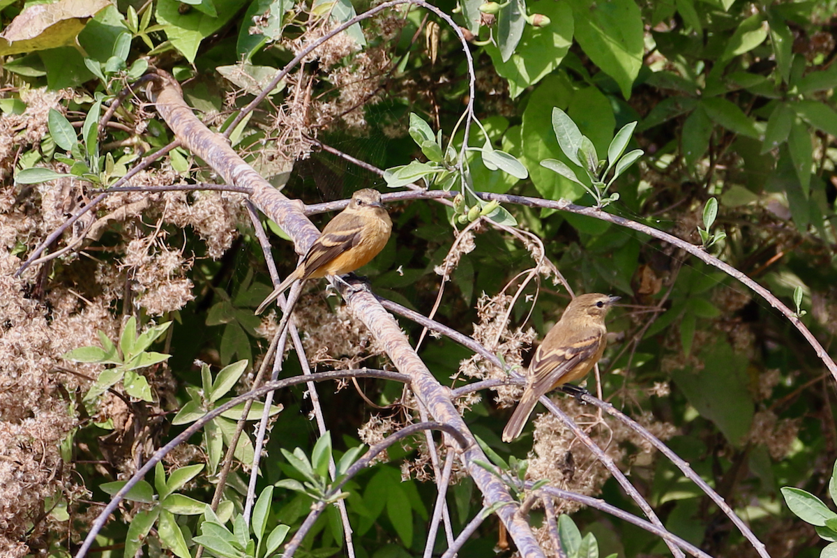 Rufescent Flycatcher - ML620484869