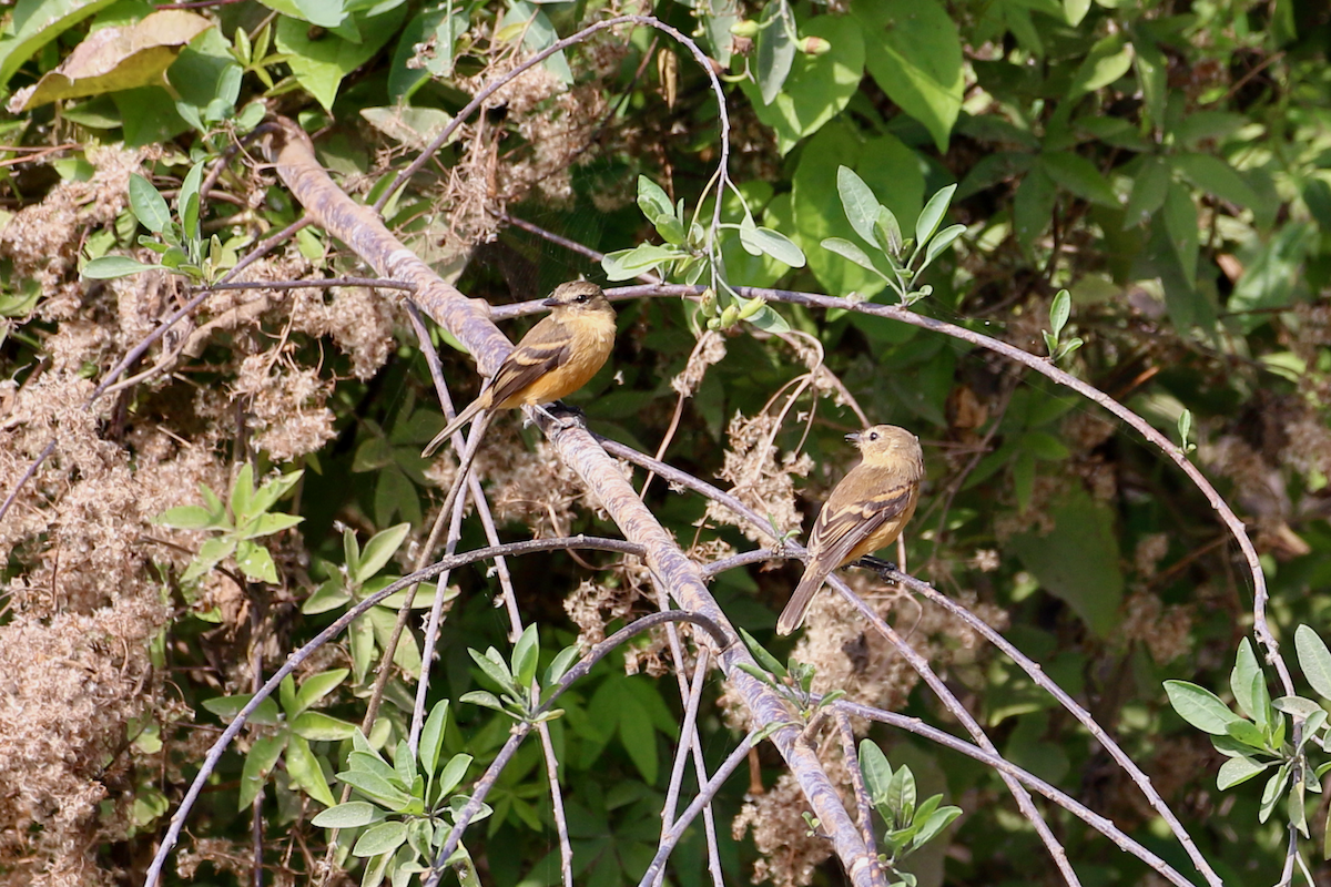 Rufescent Flycatcher - ML620484870