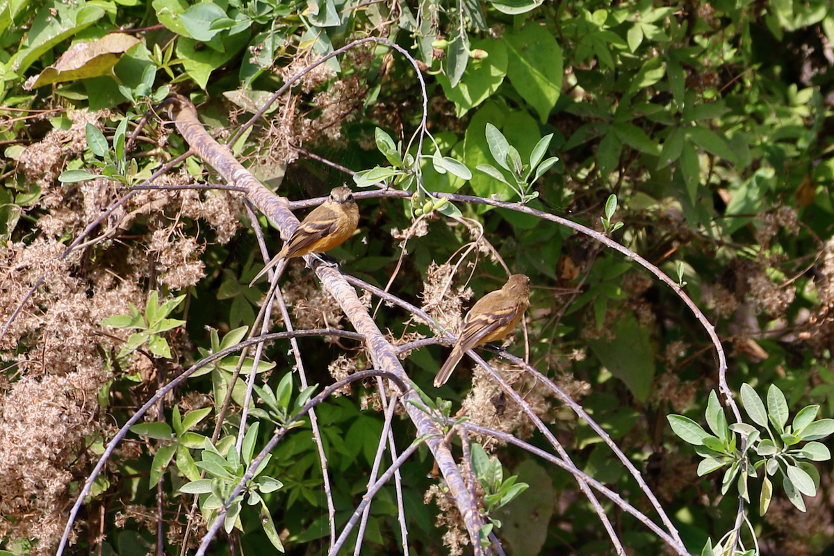 Rufescent Flycatcher - ML620484872