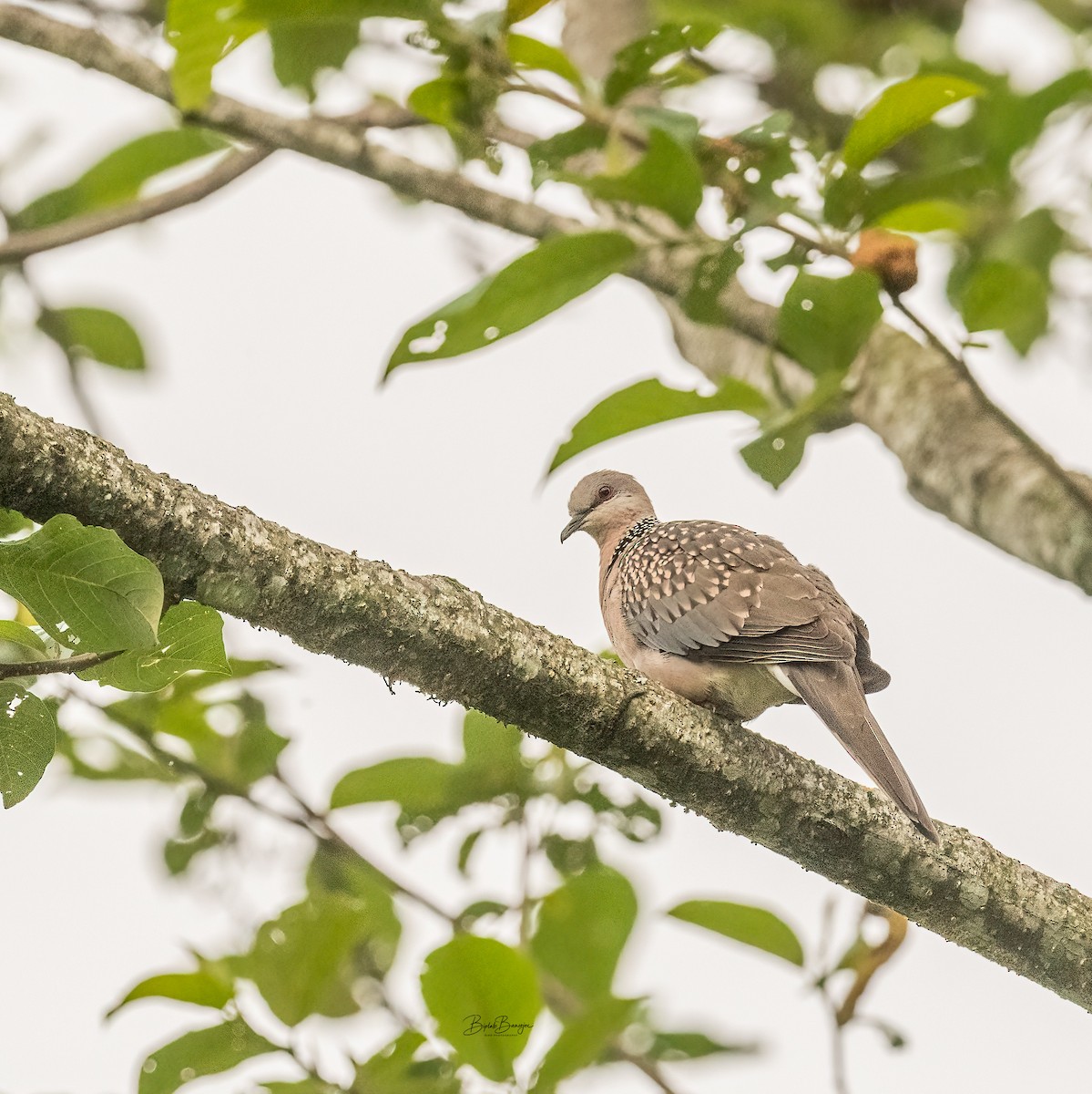 Spotted Dove - ML620484873