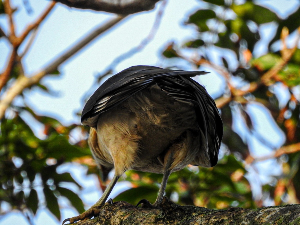 Caracara à tête jaune - ML620484877