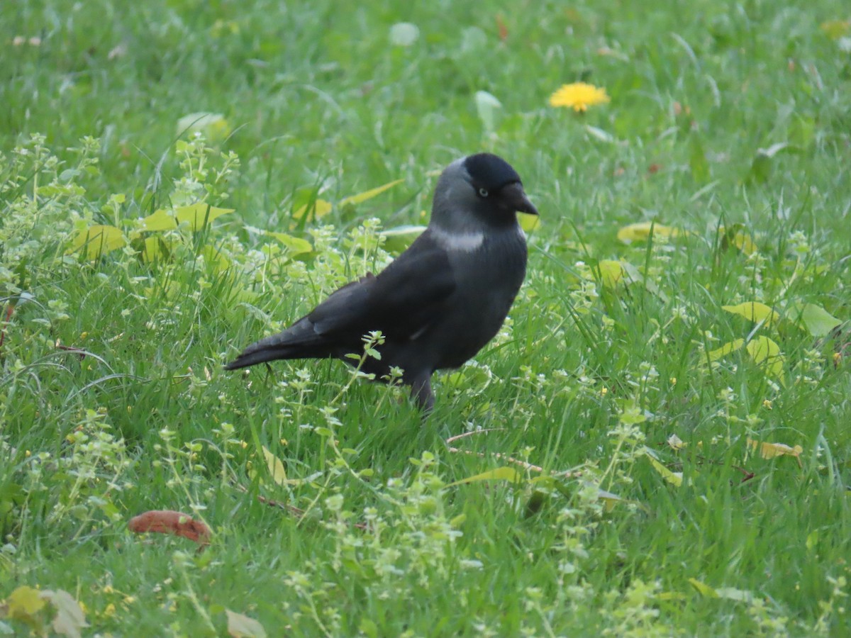 Eurasian Jackdaw - ML620484879