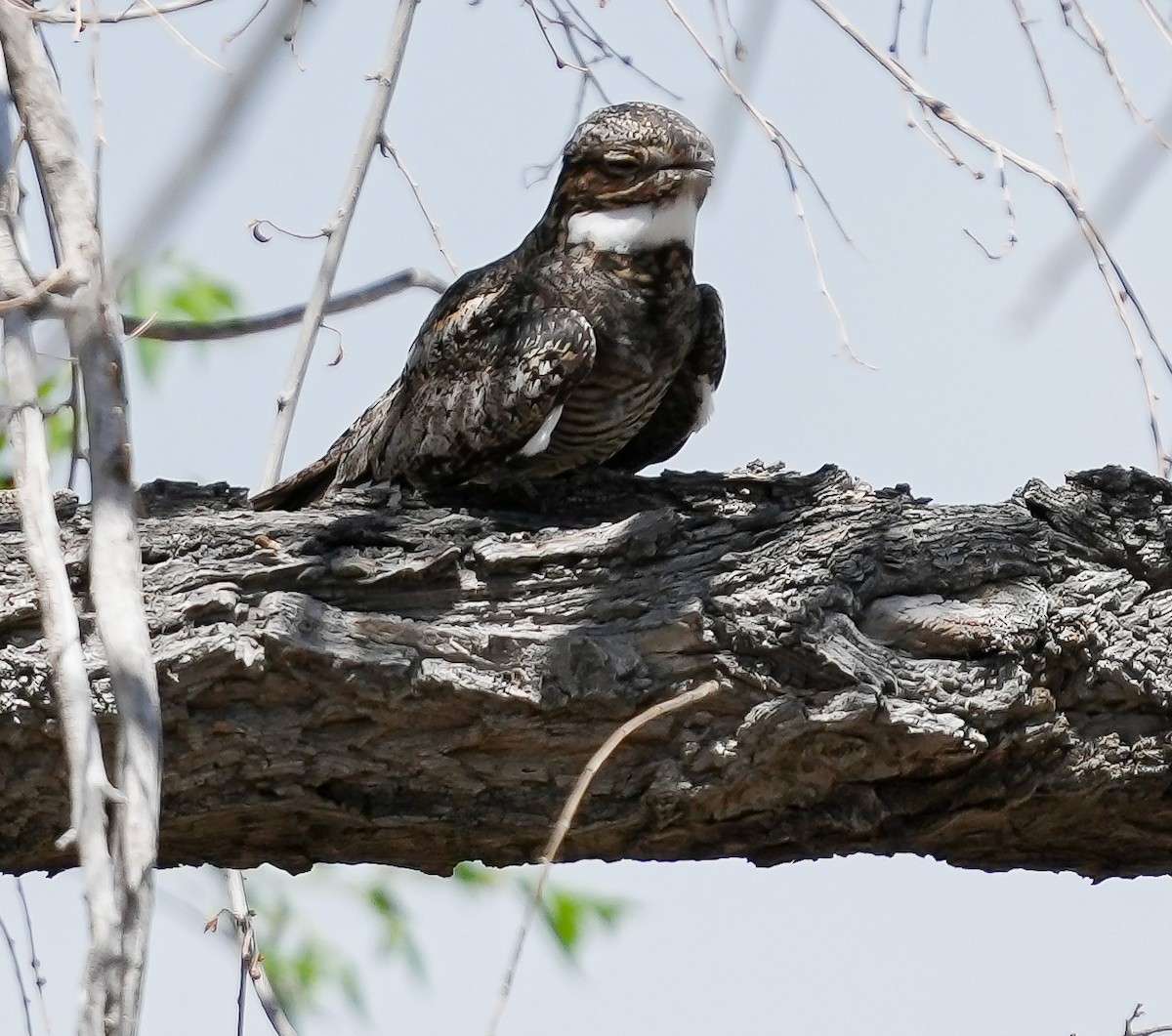 Common Nighthawk - ML620484895