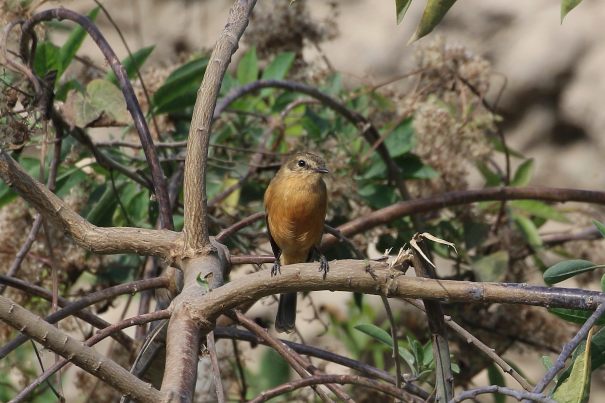 Rufescent Flycatcher - ML620484896