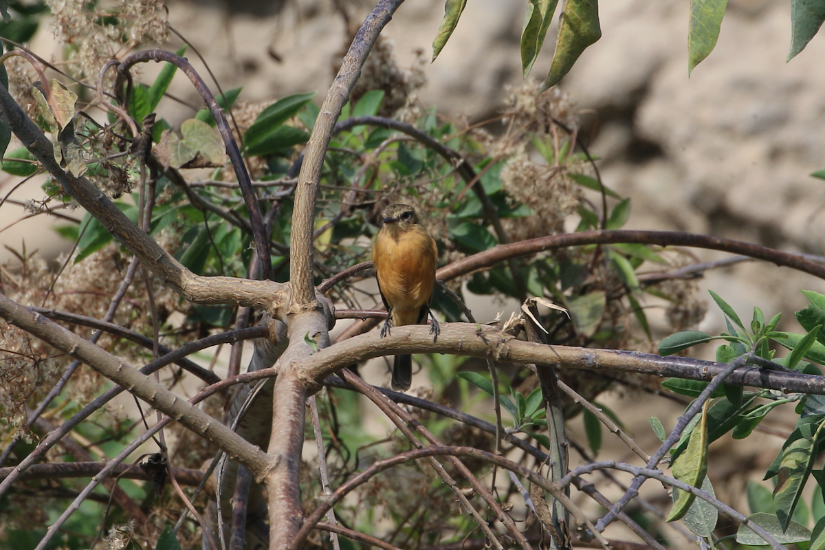 Rufescent Flycatcher - ML620484897