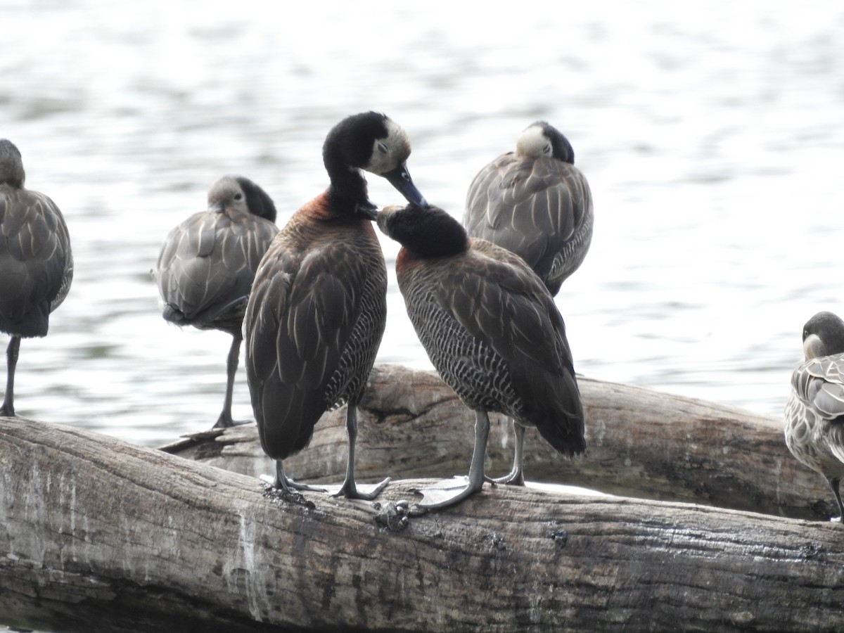 White-faced Whistling-Duck - ML620484899