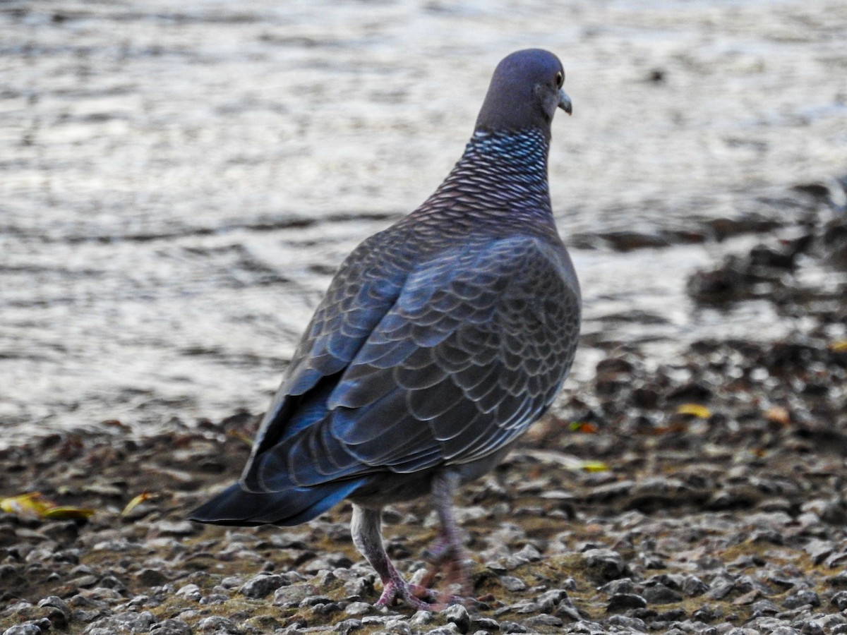 Picazuro Pigeon - ML620484901