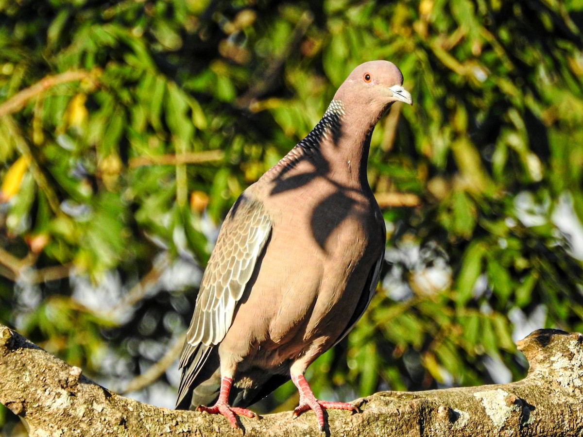 Picazuro Pigeon - ML620484902