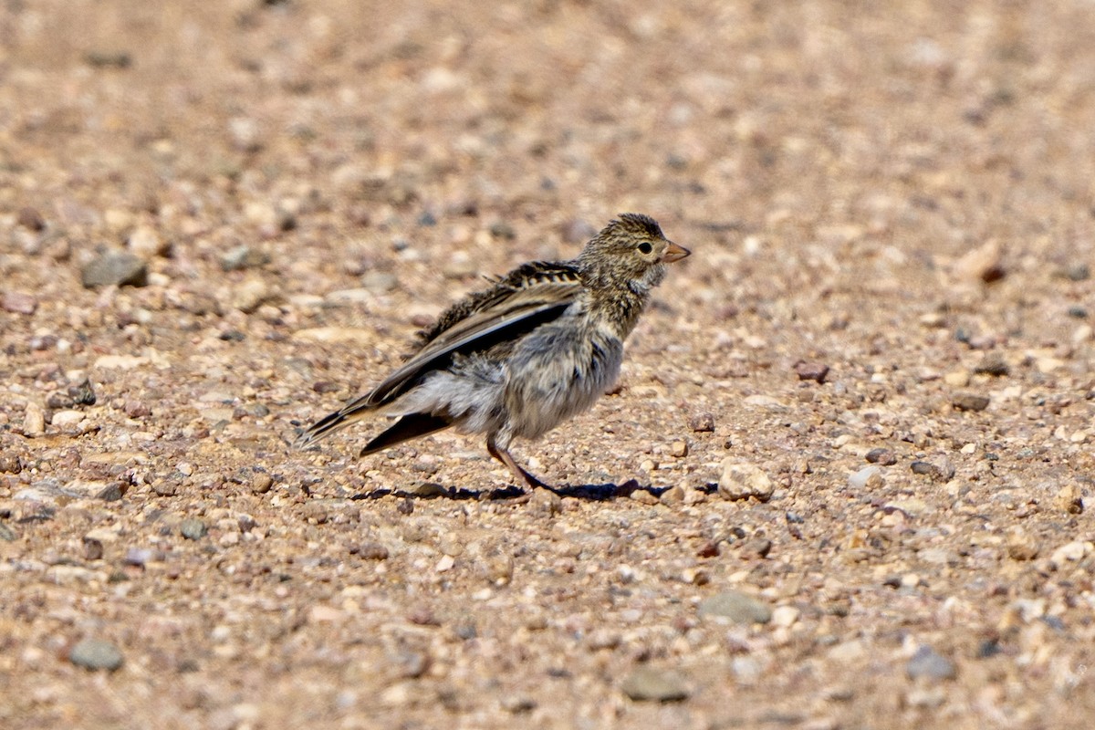 longspur sp. - ML620484903