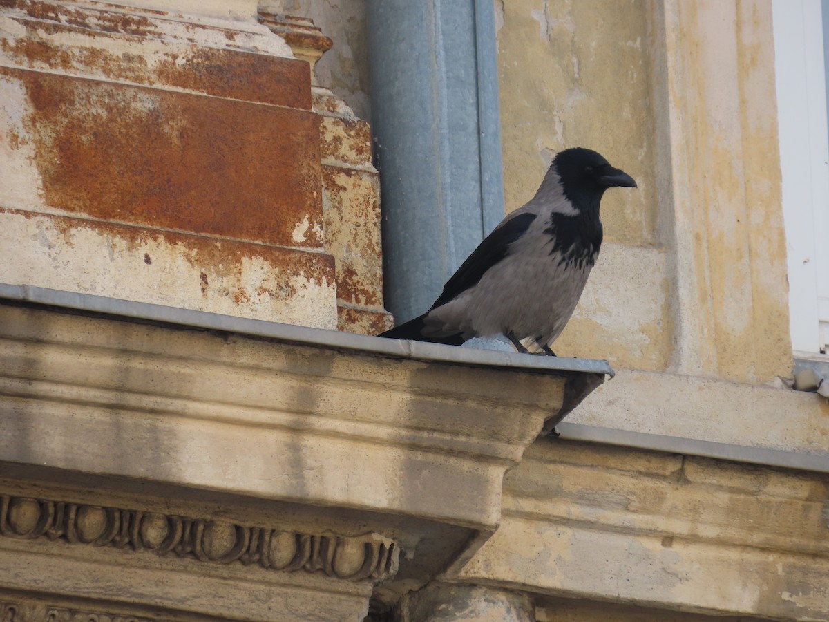 Hooded Crow - ML620484909