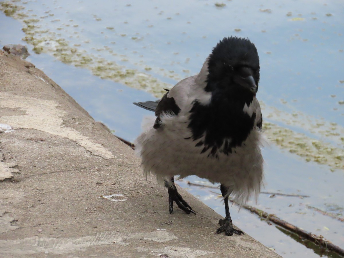 Hooded Crow - Josue Cruz