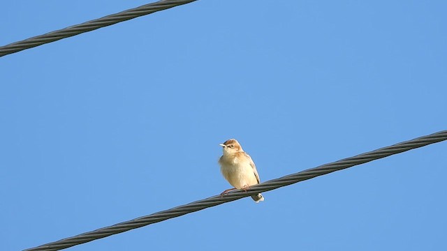 Zitting Cisticola - ML620484916