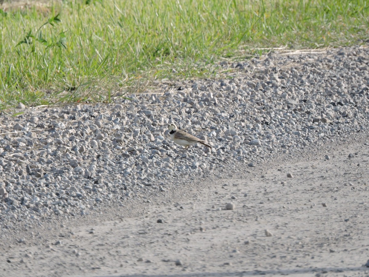 Horned Lark - ML620484920