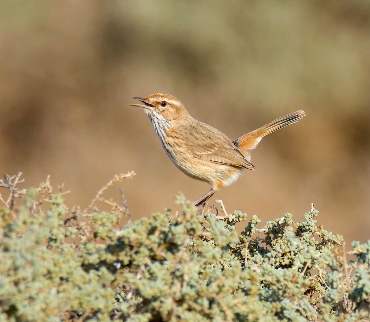 Rufous Fieldwren - ML620484921