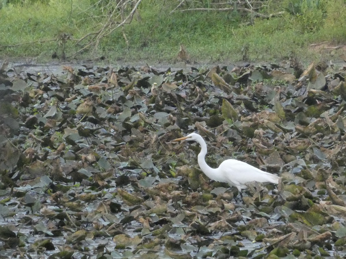 Great Egret - ML620484925