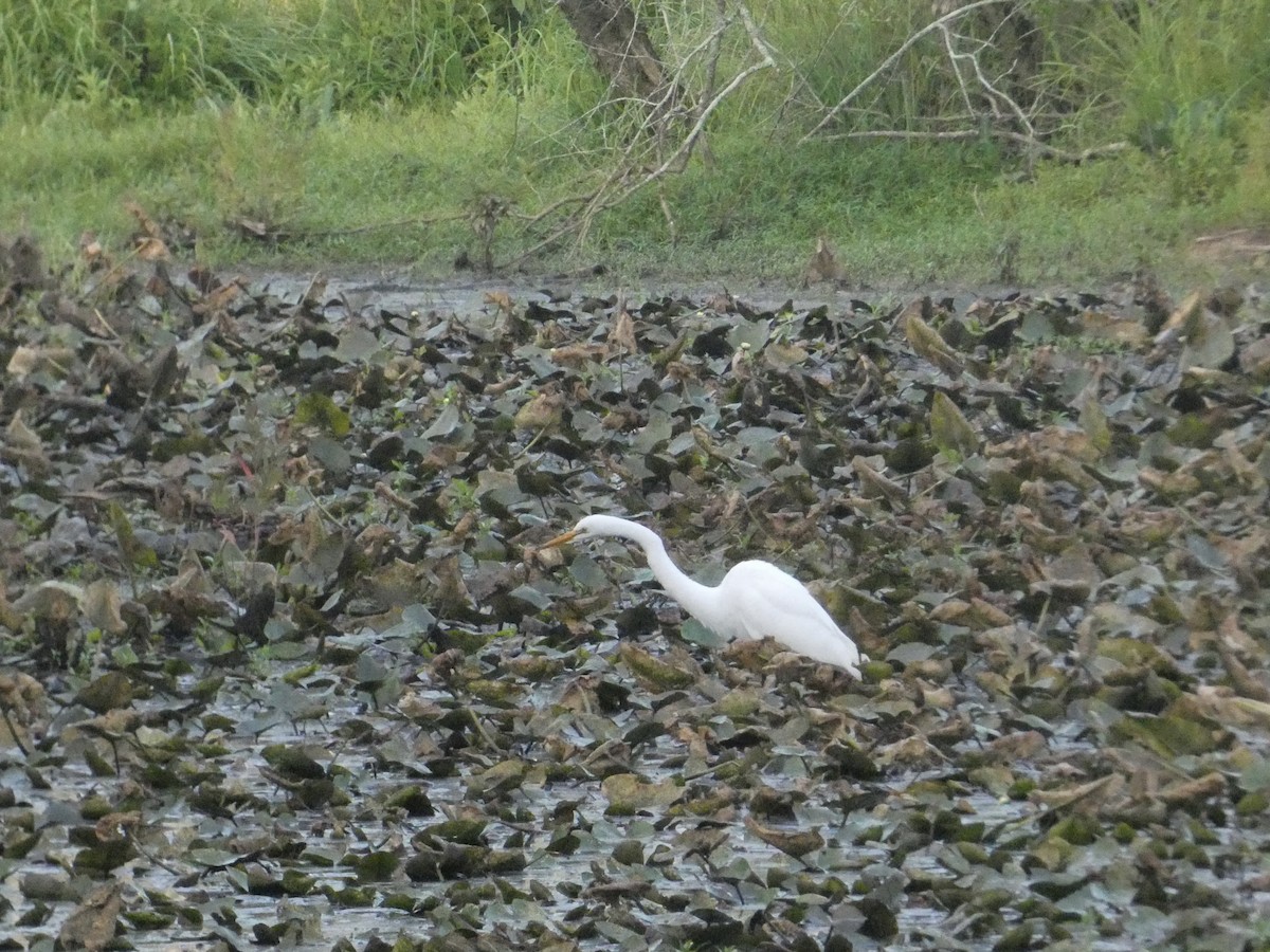 Great Egret - ML620484926